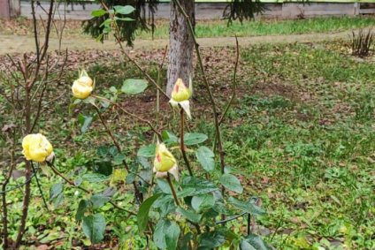 «Дом Жизни» фото 6